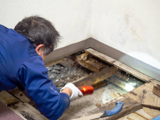 Best Mold Removal and Inspection  in Cranford, NJ