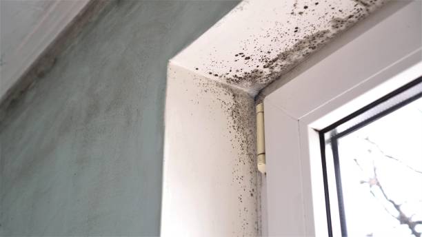 Cranford, NJ Mold Removal Company