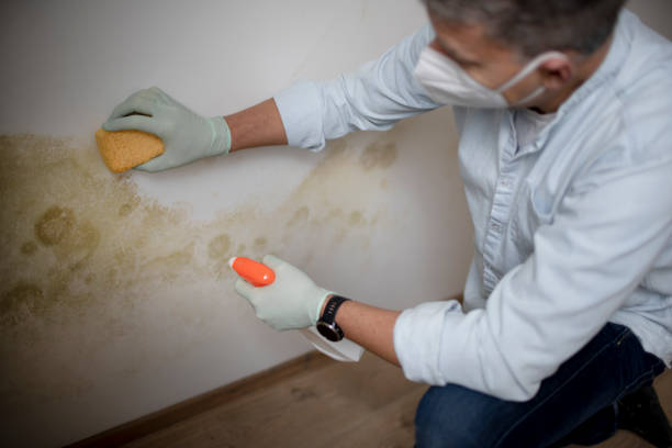 Certified Mold Removal in Cranford, NJ